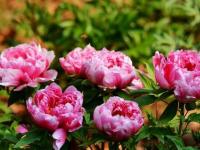 昆明:68萬人曇華寺樂賞牡丹