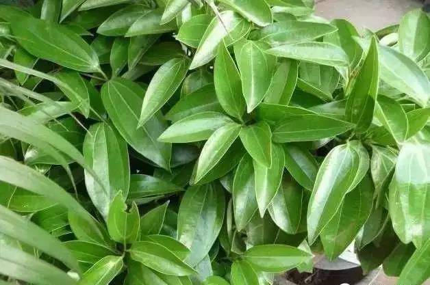 花卉焉了不要緊，這里有最全的補(bǔ)救措施