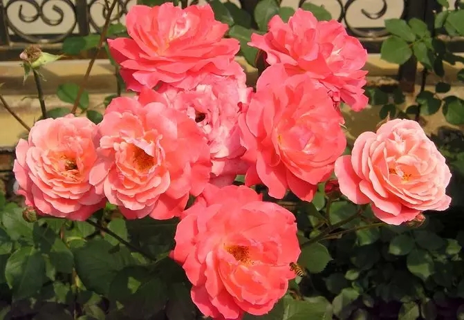 我國苗木花卉產業年產值達4500多億元　成為生態