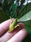 花苞掉了，趕緊這么做