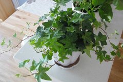 銀行租賃綠植凈化空氣哪株強(qiáng)？