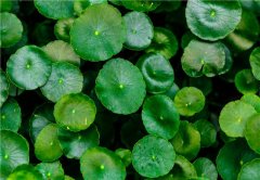 銀行租賃植物的綠植種類有哪些？