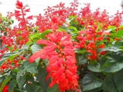 銀行租賃花卉一串紅怎么養？