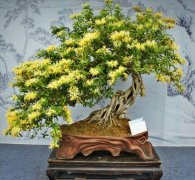 具有&ldquo;延年益壽&rdquo;功效的花卉，家里總要養幾盆