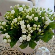 銀行租擺的花養(yǎng)在哪個(gè)方向最容易爆盆？