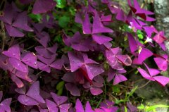 推薦銀行租賃植物，熠熠生輝