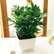 銀行租賃的竹柏的養殖方法和注意事項