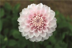 云南科企聯手育成大麗花切花新品種