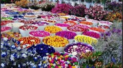 &ldquo;黃金&rdquo;變&ldquo;鉆石&rdquo; 昆明斗南花卉破繭成蝶