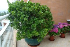 這花就是&ldquo;活香水&rdquo;，擺客廳，空氣更清新！