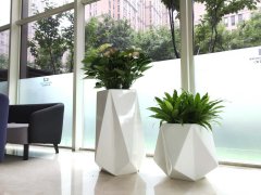 西安大型銀行室內綠植租賃實力推薦公司
