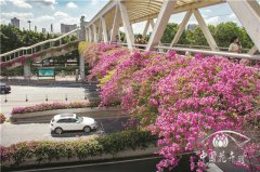 紅爆網絡的廣州三角梅，出自誰手？