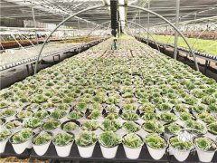 慢悠花房：多肉植物銷售額逆市大增千萬元