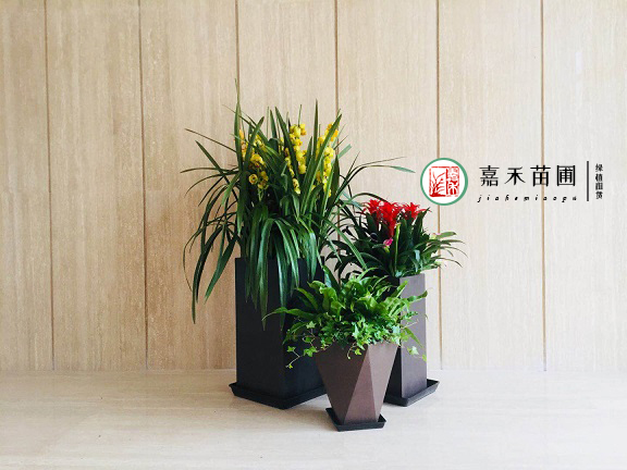 西安銀行大廳花卉綠植租擺|西安嘉禾苗圃