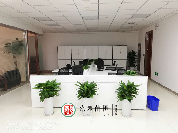 西安銀行辦公區(qū)花卉綠植租擺|西安嘉禾苗圃