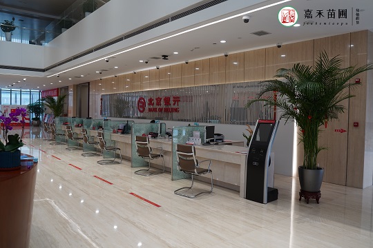 銀行綠植租賃|西安嘉禾苗圃 銀行綠植租賃|西安嘉禾苗圃