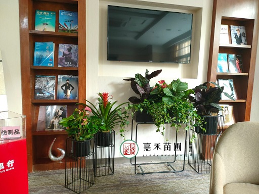 西安銀行綠植擺放設計方案|西安嘉禾苗圃 西安銀行綠植擺放設計方案|西安嘉禾苗圃