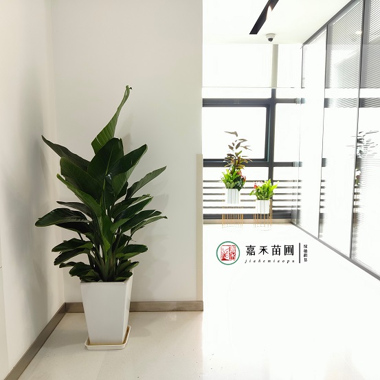 西安銀行綠植租賃與景觀設計：打造綠色金融環境，彰顯城市形象