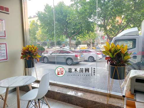 西安銀行花卉租擺商家|西安嘉禾苗圃 西安銀行花卉租擺商家|西安嘉禾苗圃