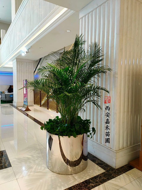 西安銀行花卉租擺電話|15202909185西安嘉禾苗圃 西安銀行花卉租擺電話|15202909185西安嘉禾苗圃