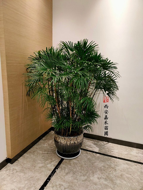 西安銀行花卉租賃案例|西安嘉禾苗圃 西安銀行花卉租賃案例|西安嘉禾苗圃