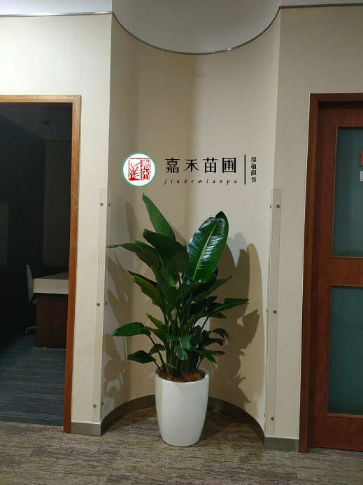 西安銀行花卉綠植租賃公司|西安嘉禾苗圃