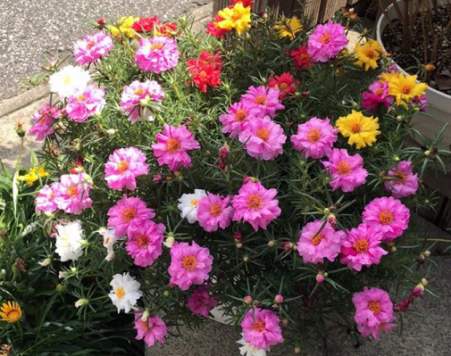 太陽花的養(yǎng)護方法和注意事項|西安嘉禾苗圃花卉租賃推薦