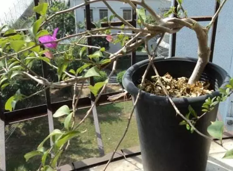 三角梅養護方法|西安嘉禾苗圃