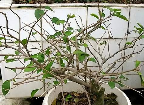 三角梅養護方法|西安嘉禾苗圃