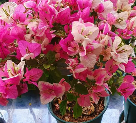 三角梅養護方法|西安嘉禾苗圃