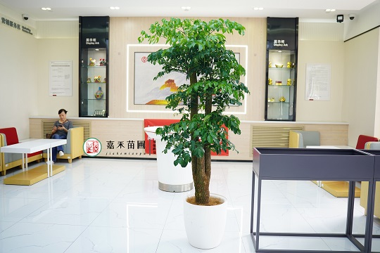 西安銀行綠植租賃|西安嘉禾苗圃 西安銀行綠植租賃|西安嘉禾苗圃