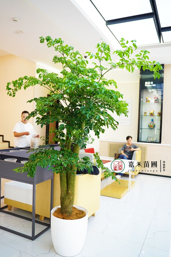 西安銀行綠植租賃電話|15202909185西安嘉禾苗圃 西安銀行綠植租賃電話|15202909185西安嘉禾苗圃