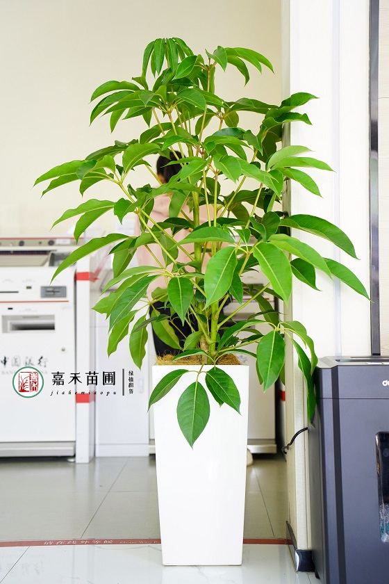 西安銀行花卉租賃推薦|西安嘉禾苗圃 西安銀行花卉租賃推薦|西安嘉禾苗圃