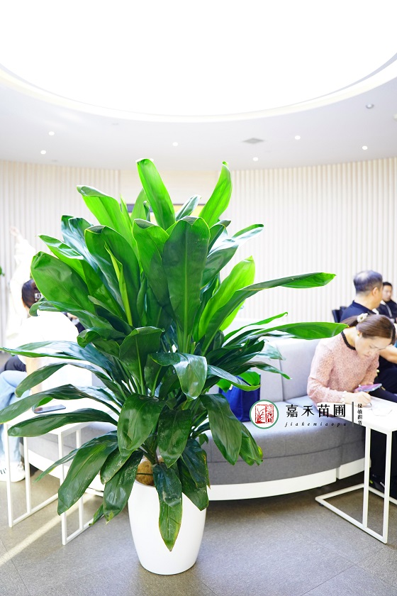 西安銀行花卉租擺案例|西安嘉禾苗圃 西安銀行花卉租擺案例|西安嘉禾苗圃