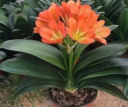 君子蘭、仙客來、長壽花、蟹爪蘭、茶花冬天養護小技巧！