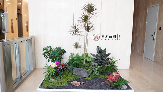 北京銀行綠植小造景：西安嘉禾苗圃