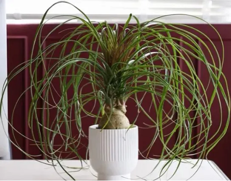 冬天室內養盆&ldquo;耐旱花&rdquo;，一月不澆水也沒事，最適合懶人養！