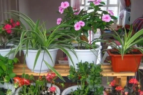 冬天搬進室內的花，注意這幾點，否則沒凍死也被你&ldquo;搞死&rdquo;