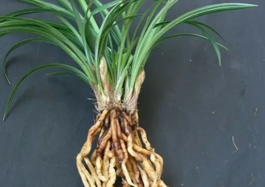 蘭花為什么會空根？家里有的，及時改正！