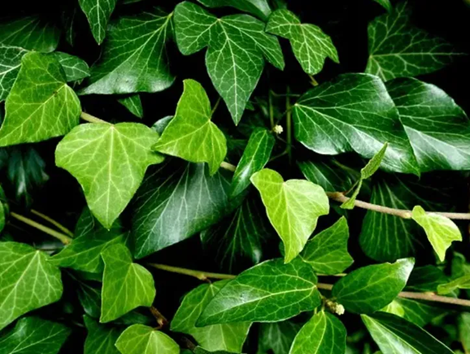 衛(wèi)生間有異味？放這幾種花，吸濕氣除異味，空氣更清新！