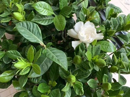 梔子花買(mǎi)回家后什么時(shí)候換盆好？