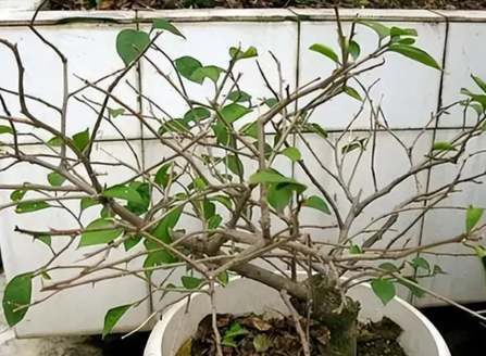 20250403/67ee2bd45889d.png QQ20250403-143027.png