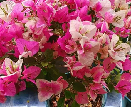 20250403/67ee2be440de9.png QQ20250403-143035.png