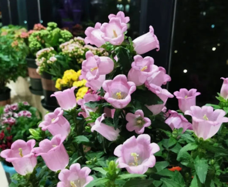 從爆花到度夏，解鎖&ldquo;丹麥風鈴草&rdquo;的秘密