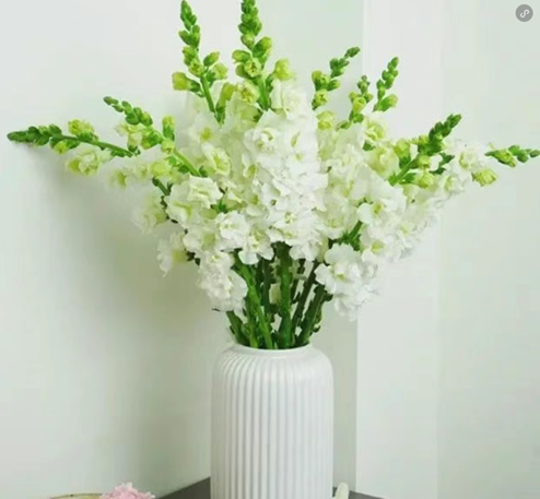 家里的喜慶花&mdash;&mdash;金魚草怎么養(yǎng)護