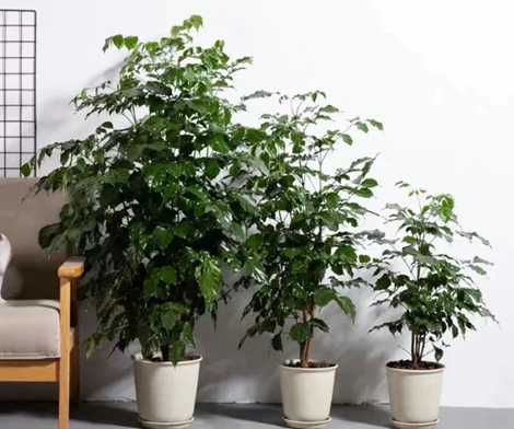 幸福樹黃葉|西安嘉禾苗圃