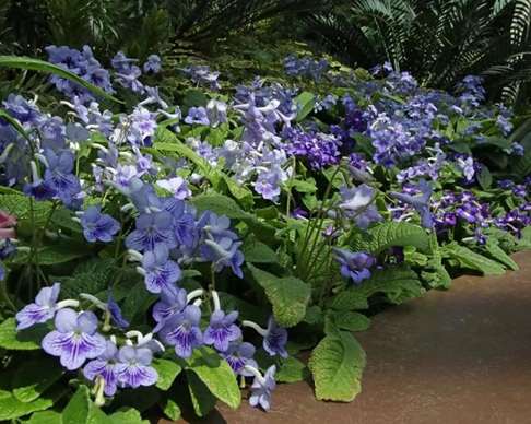 室內(nèi)燈光下就能常年開(kāi)花的堇蘭怎么養(yǎng)護(hù)