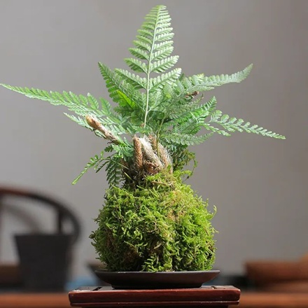 好養(yǎng)的狼尾蕨，關(guān)注這幾點(diǎn)造型飄逸別致太好看