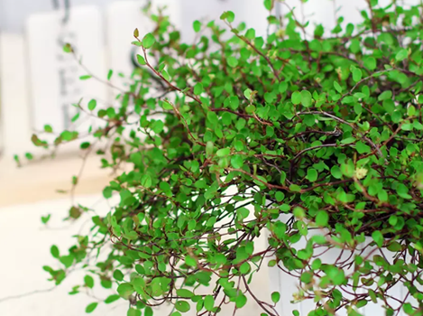 種植千葉吊蘭，5個(gè)養(yǎng)護(hù)小技巧，想不爆盆都難