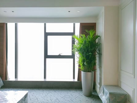 適合客廳擺放的觀葉植物，瞬間提升生活格調(diào)！